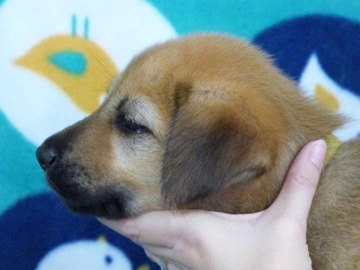chinook puppy